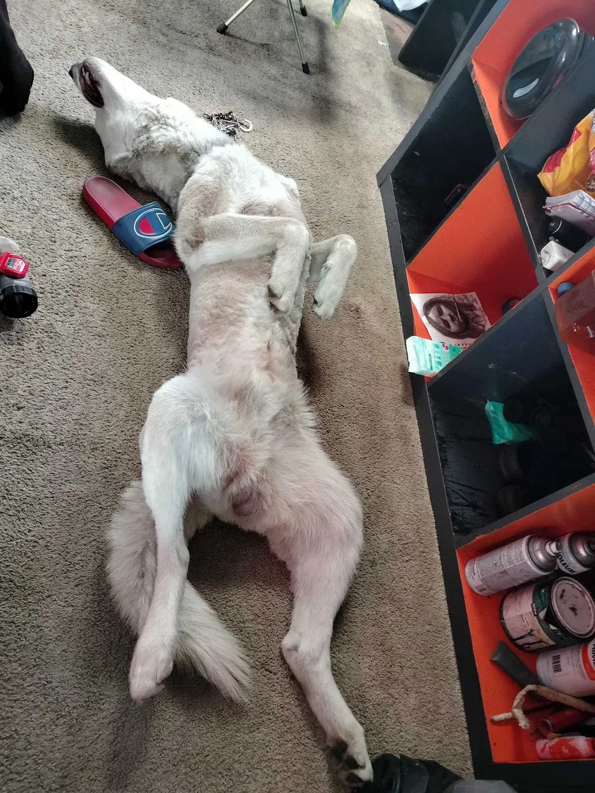 Lost dog in Gardena, CA, 90248