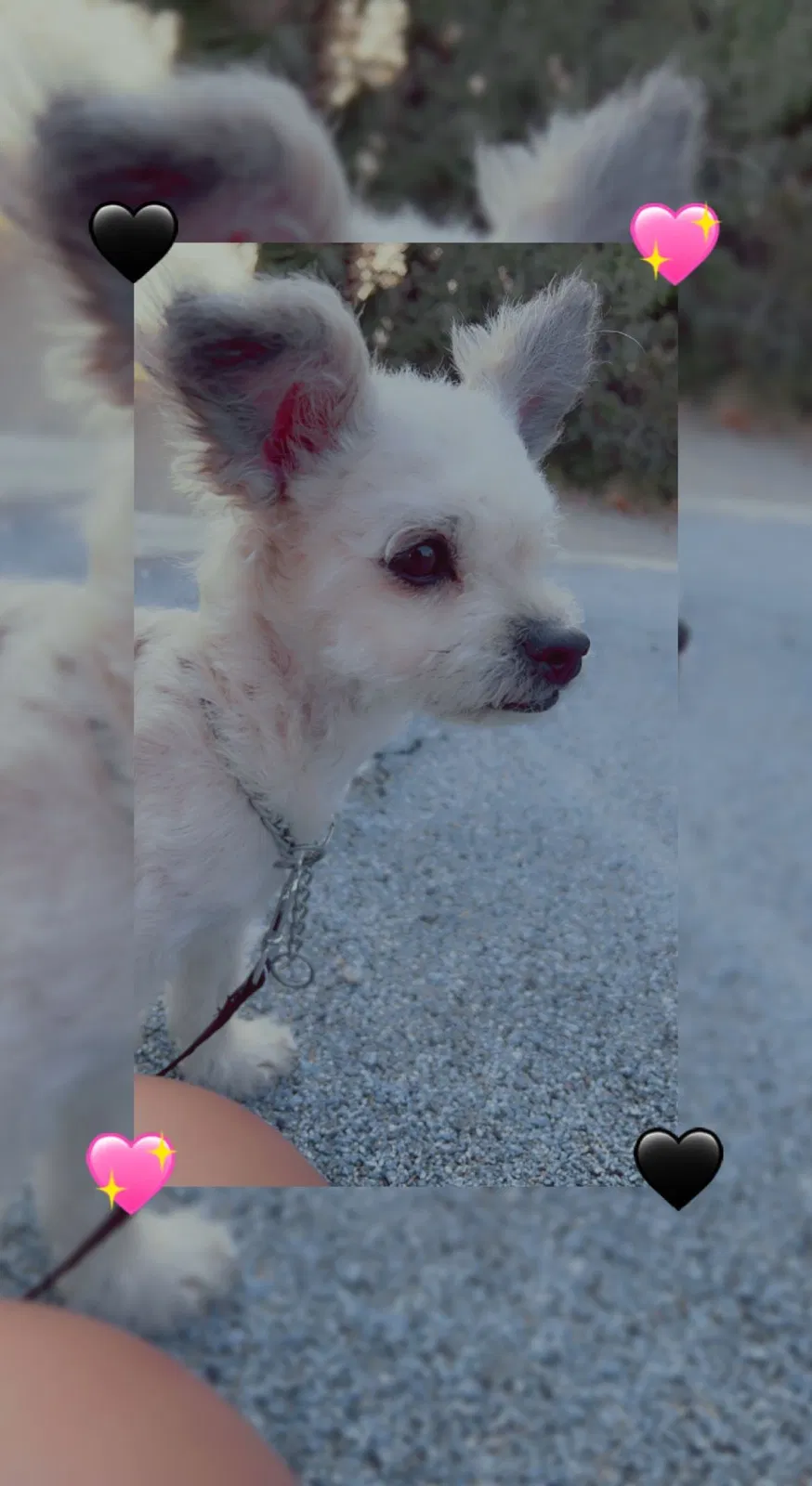 Lost dog in Compton, CA, 90221