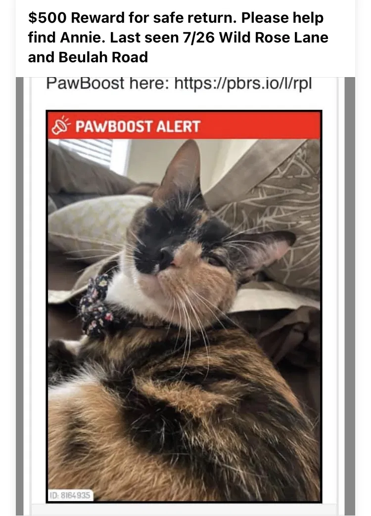Lost cat in Pensacola, FL, 32526