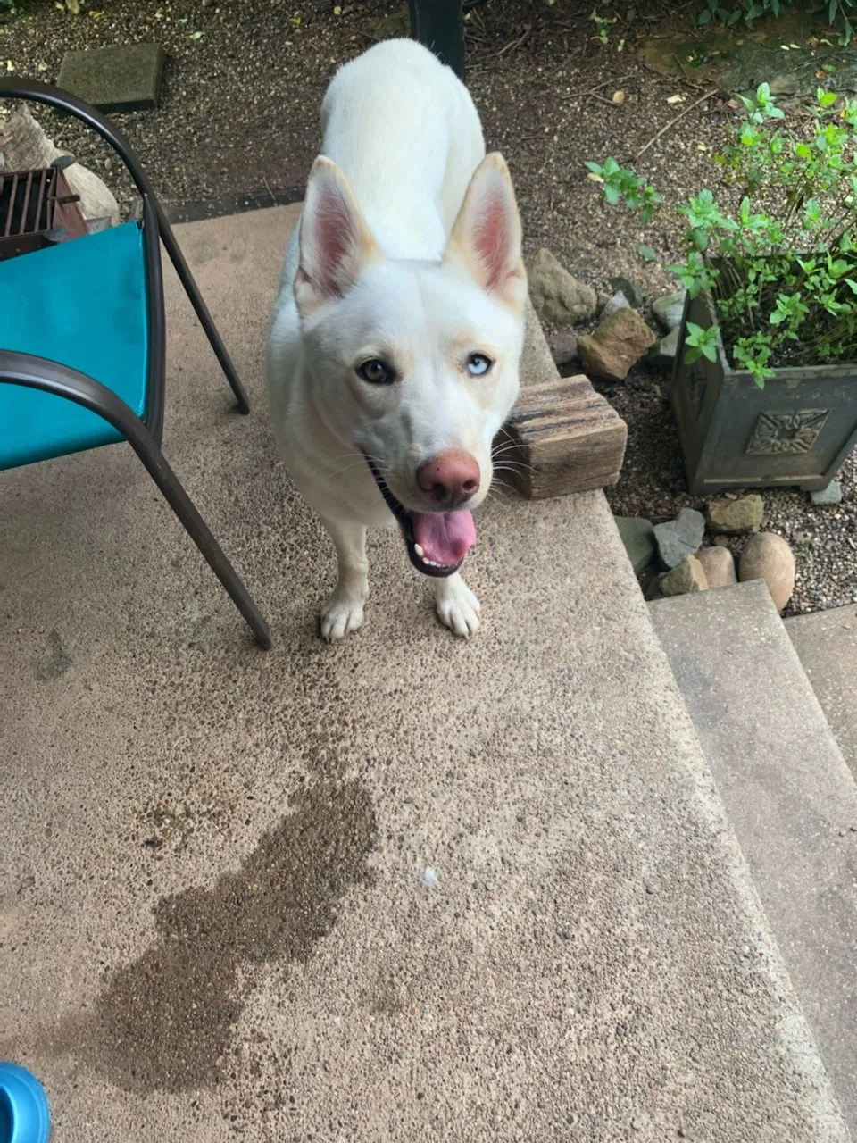 Found dog in Scott Depot, WV, 25560