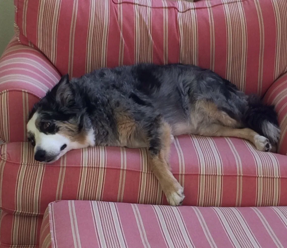 Lost dog in Bryson City, NC, 28713