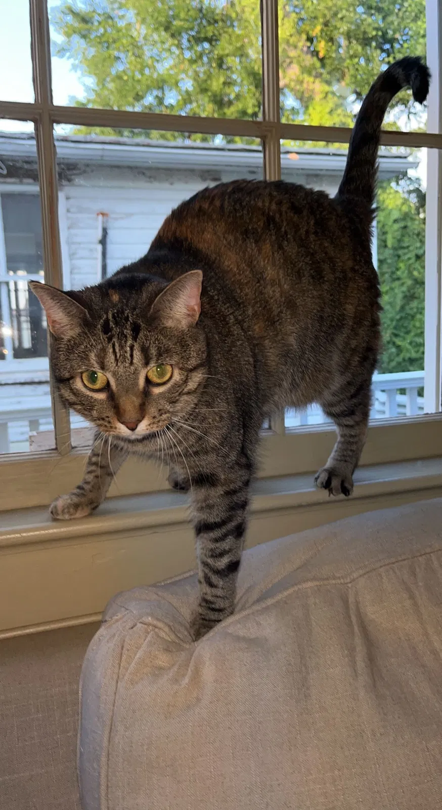 Lost cat in Charleston, SC, 29407