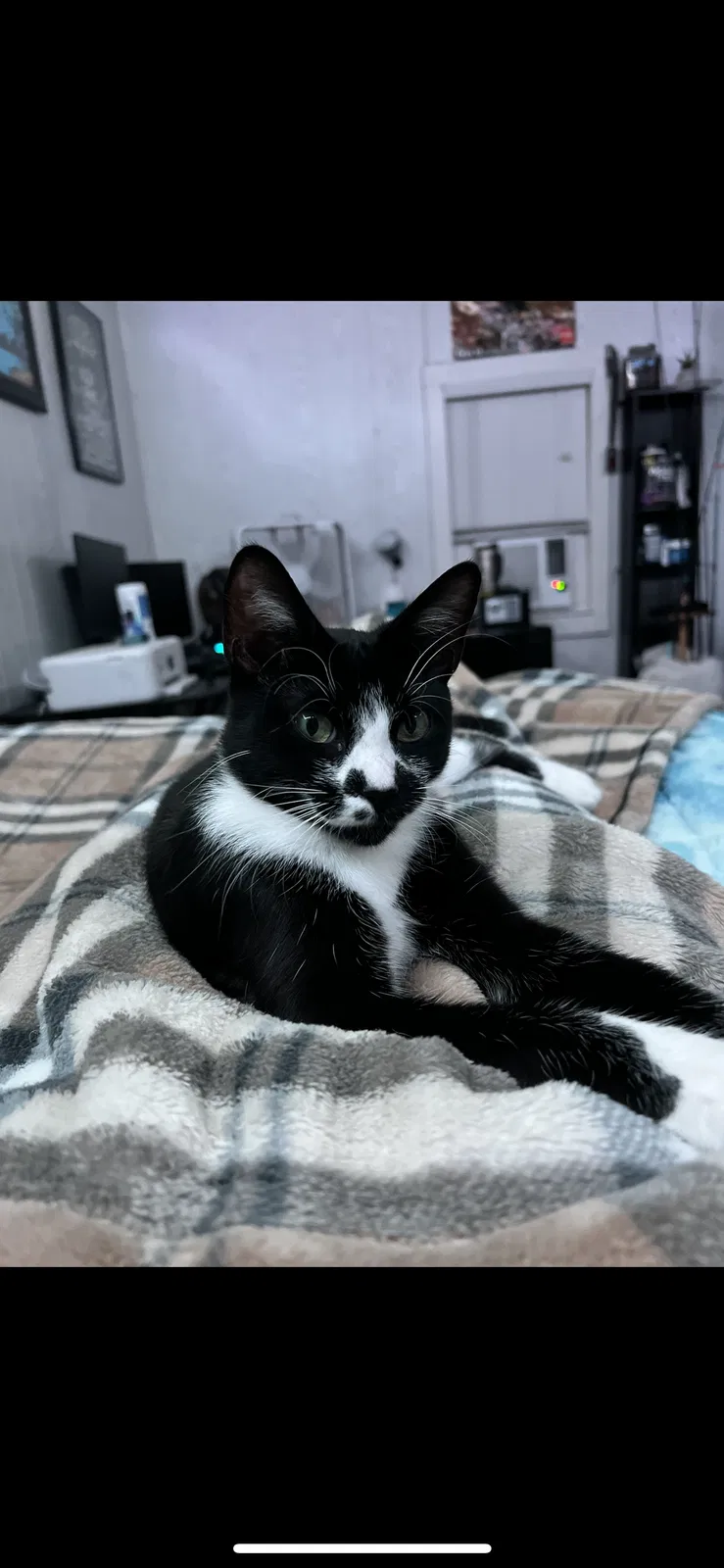 Lost cat in Duson, LA, 70529