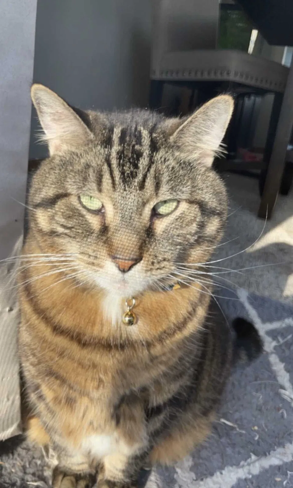 Lost cat in Kimberly, WI, 54136