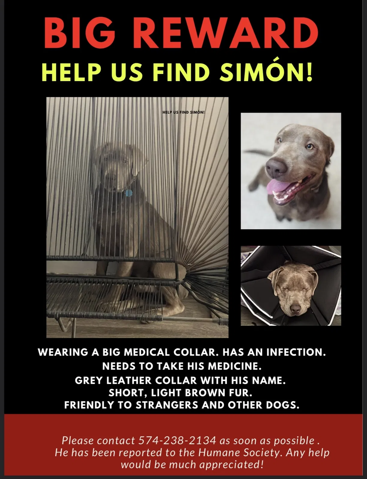 Lost dog in Goshen, IN, 46526