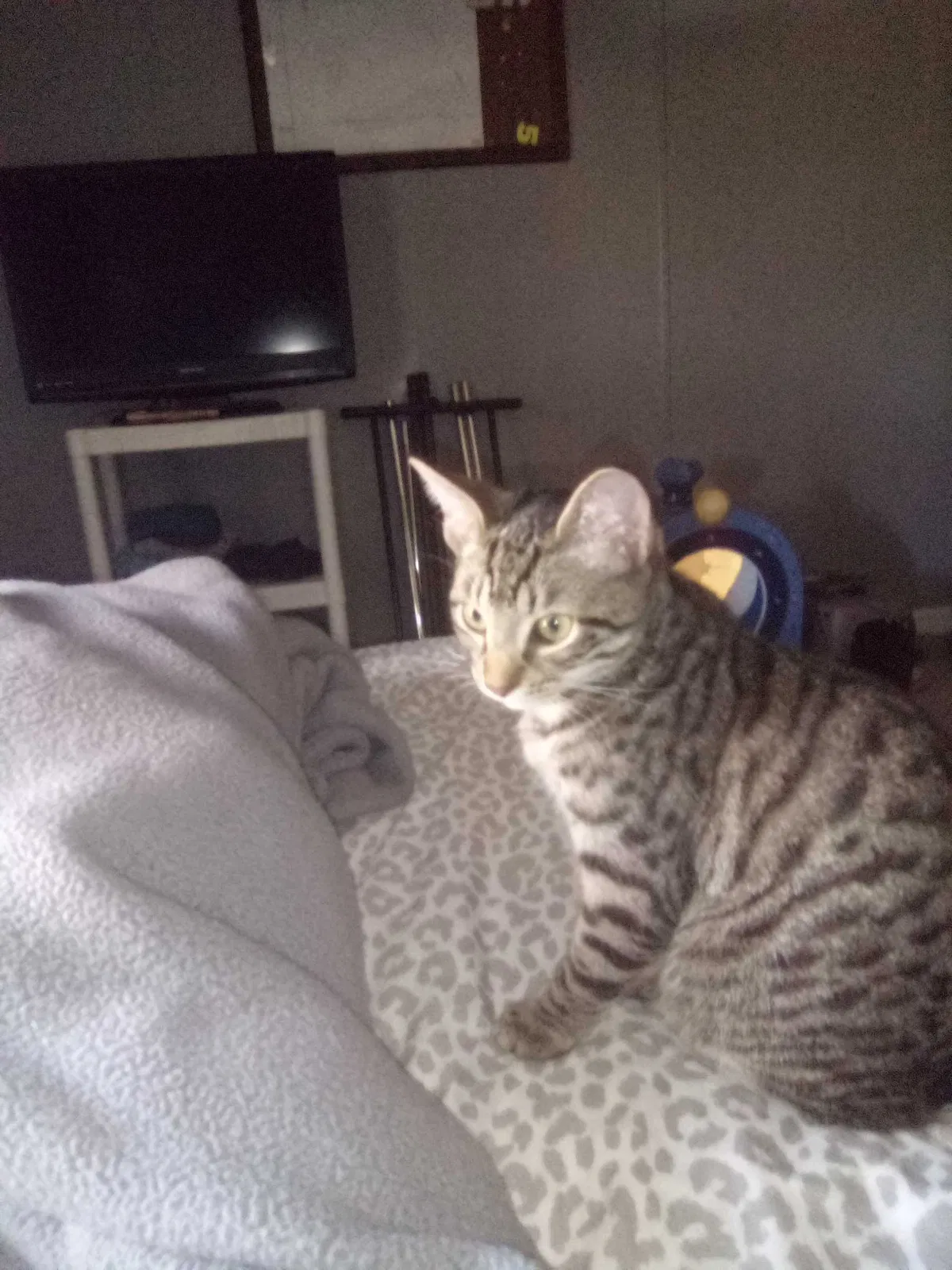 Lost cat in Dunnellon, FL, 34432
