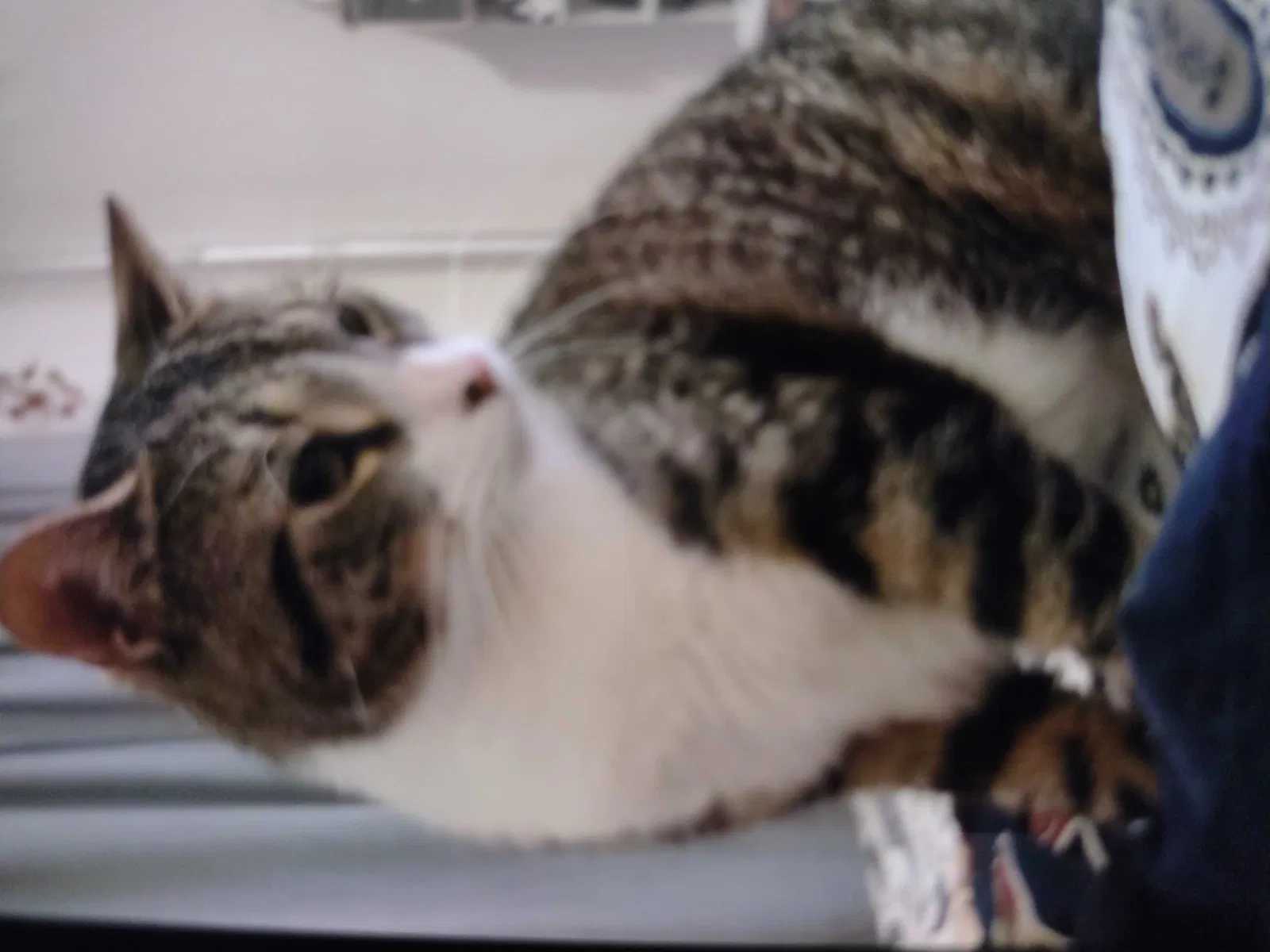 Lost cat in Brooklyn, NY, 11226