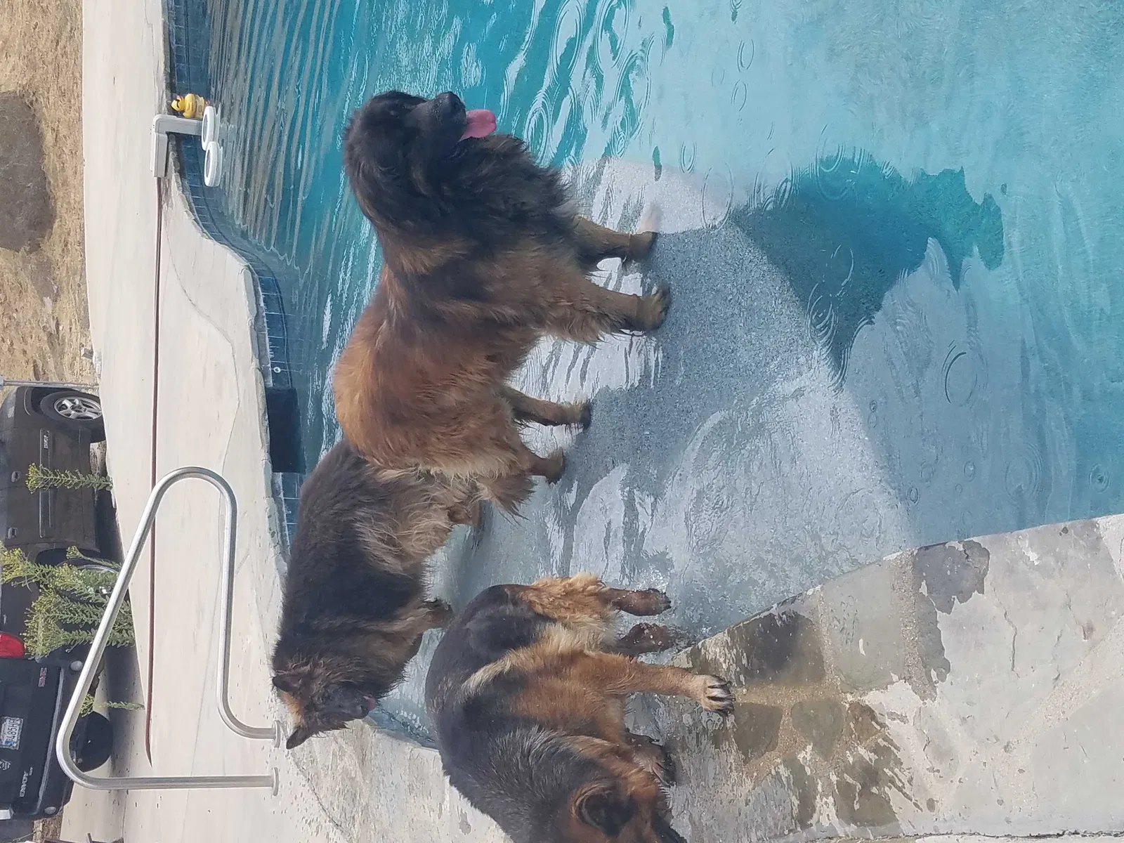 Lost dog in Murrieta, CA, 92562