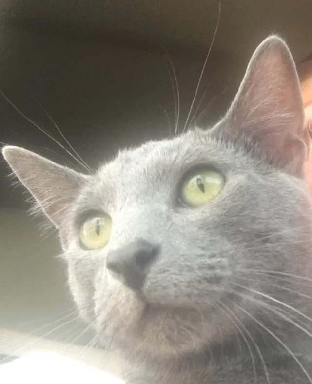 Lost cat in Jensen Beach, FL, 34957