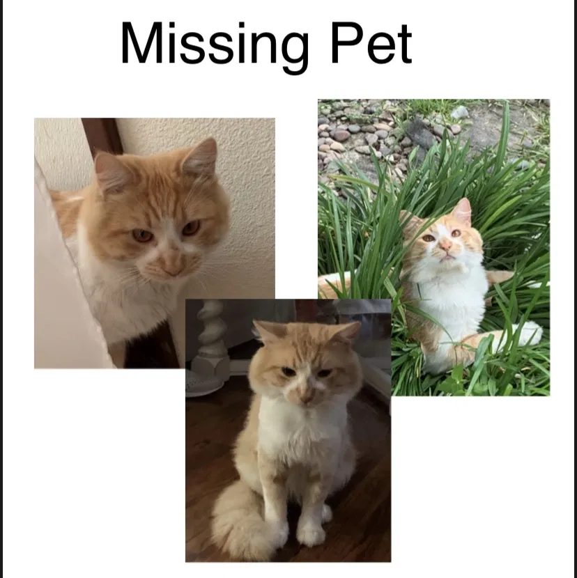 Lost cat in Haltom City, TX, 76117