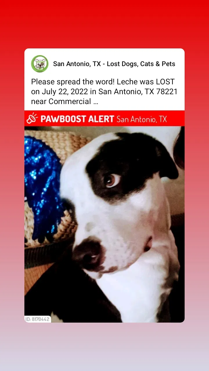 Lost dog in San Antonio, TX, 78221