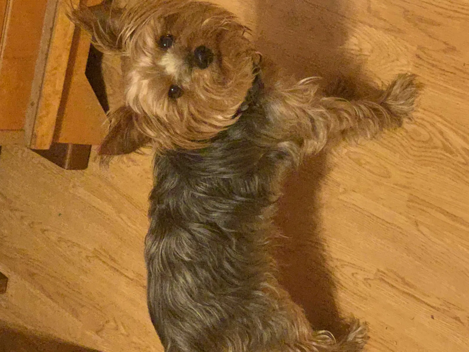 Lost dog in Eugene, OR, 97408