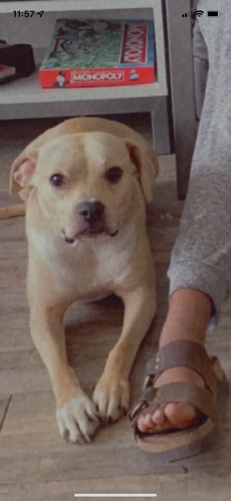 Lost dog in Waco, TX, 76706