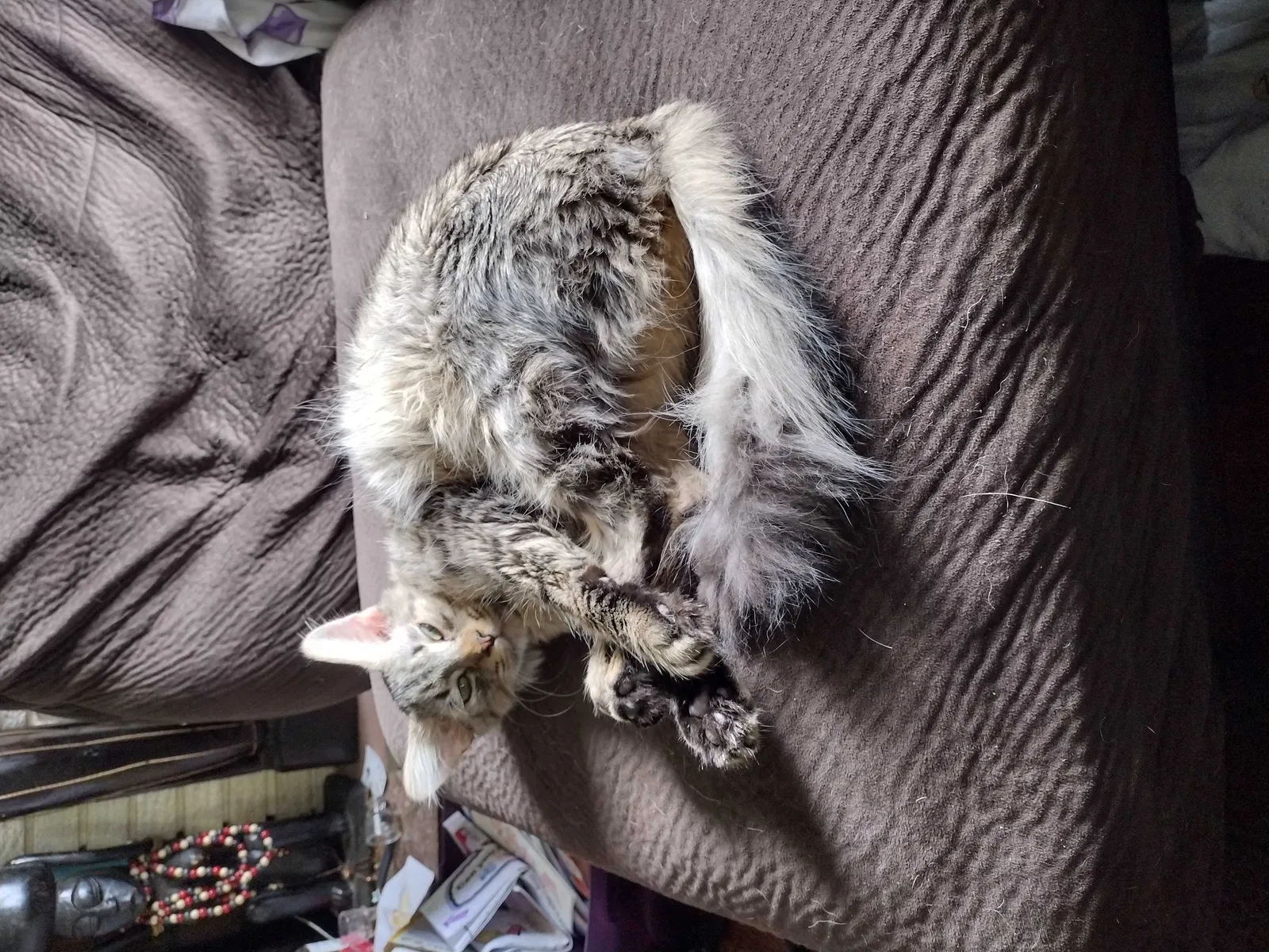 Lost cat in Tavares, FL, 32778