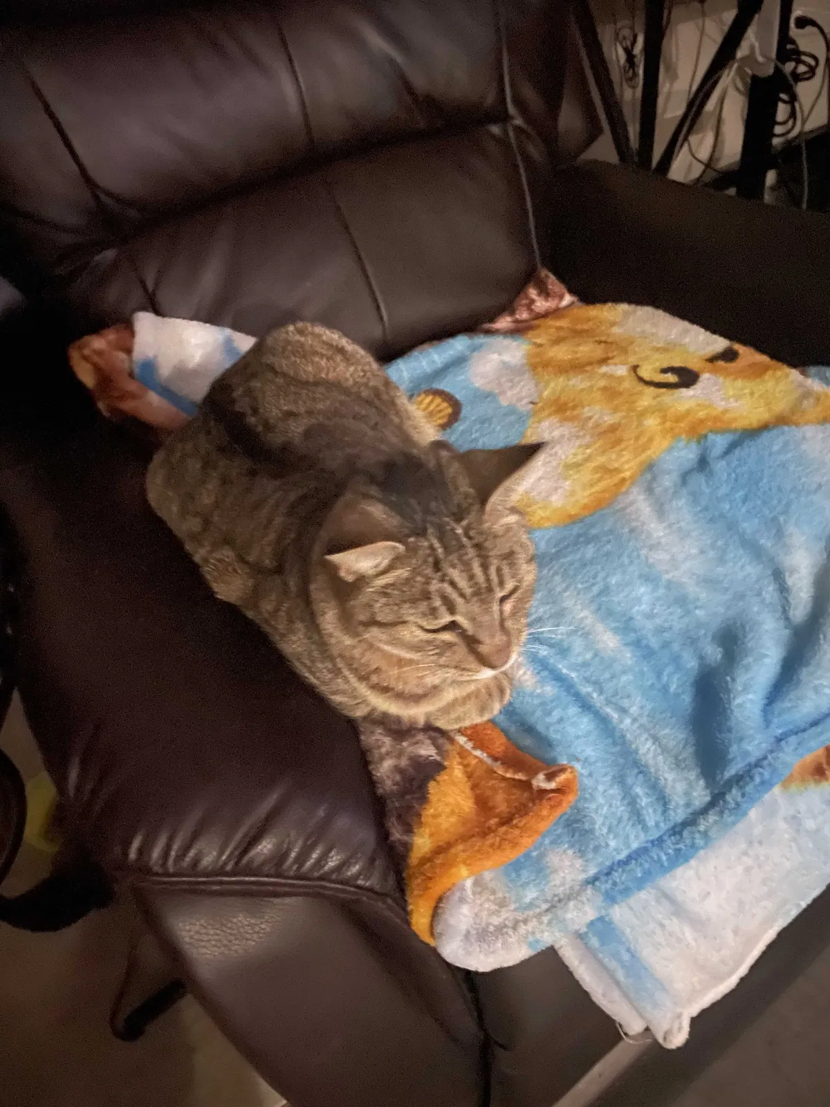 Lost cat in Buckeye, AZ, 85396