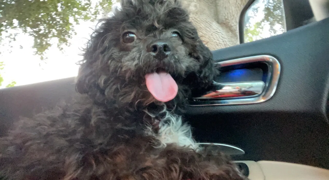 Lost dog in Corpus Christi, TX, 78415