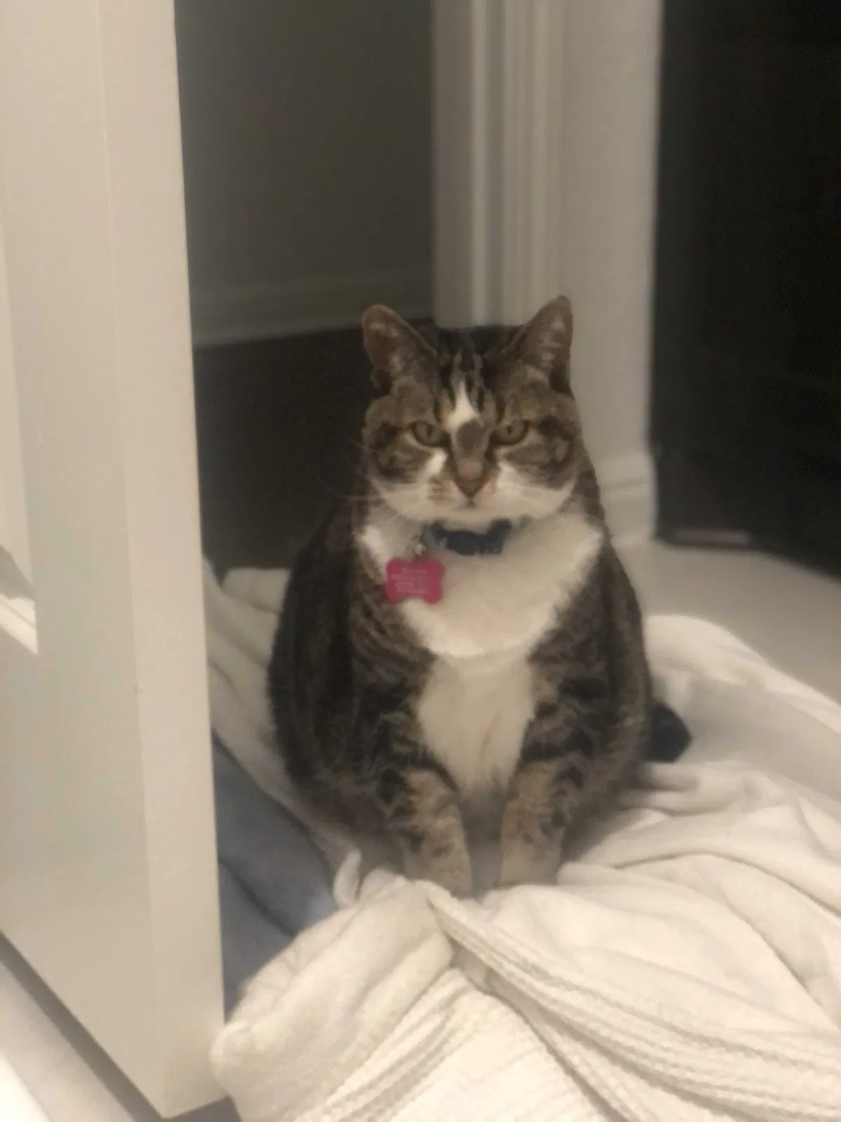 Lost cat in Corsicana, TX, 75110