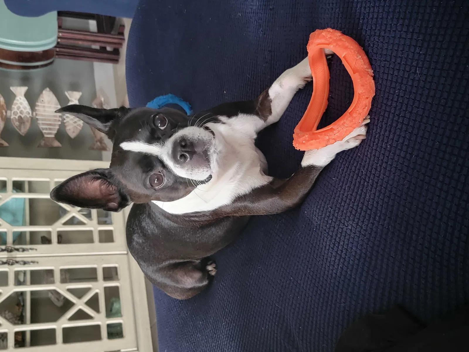 Lost dog in Bradenton, FL, 34208