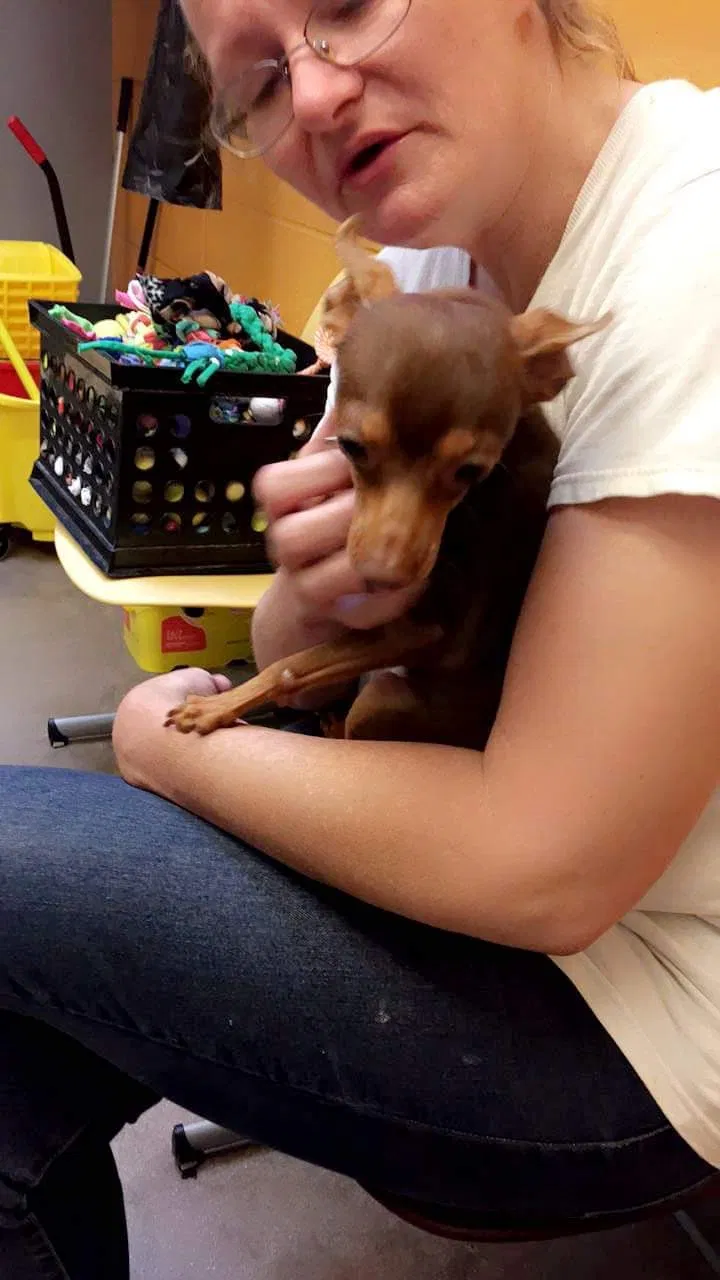 Lost dog in Wichita, KS, 67210