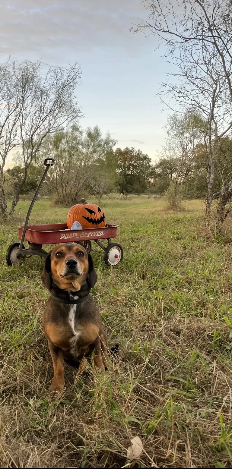 Lost dog in Devine, TX, 78016
