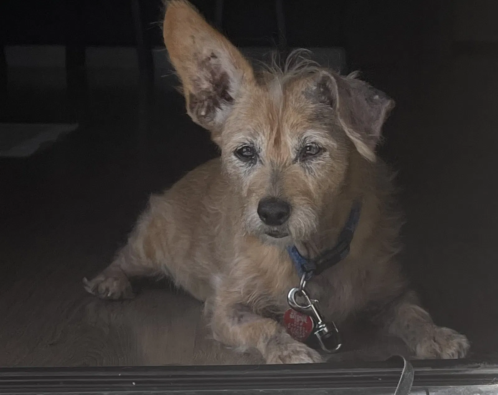 Lost dog in Sacramento, CA, 95834