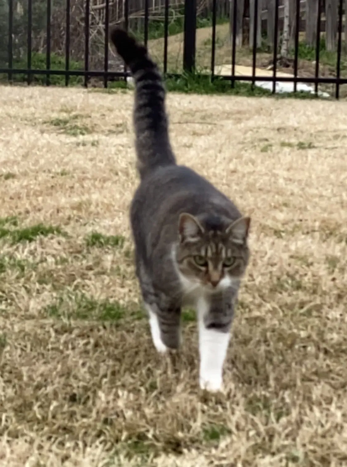 Lost cat in Ooltewah, TN, 37363