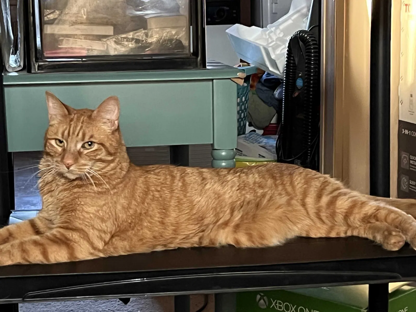 Lost cat in Sierra Vista, AZ, 85650