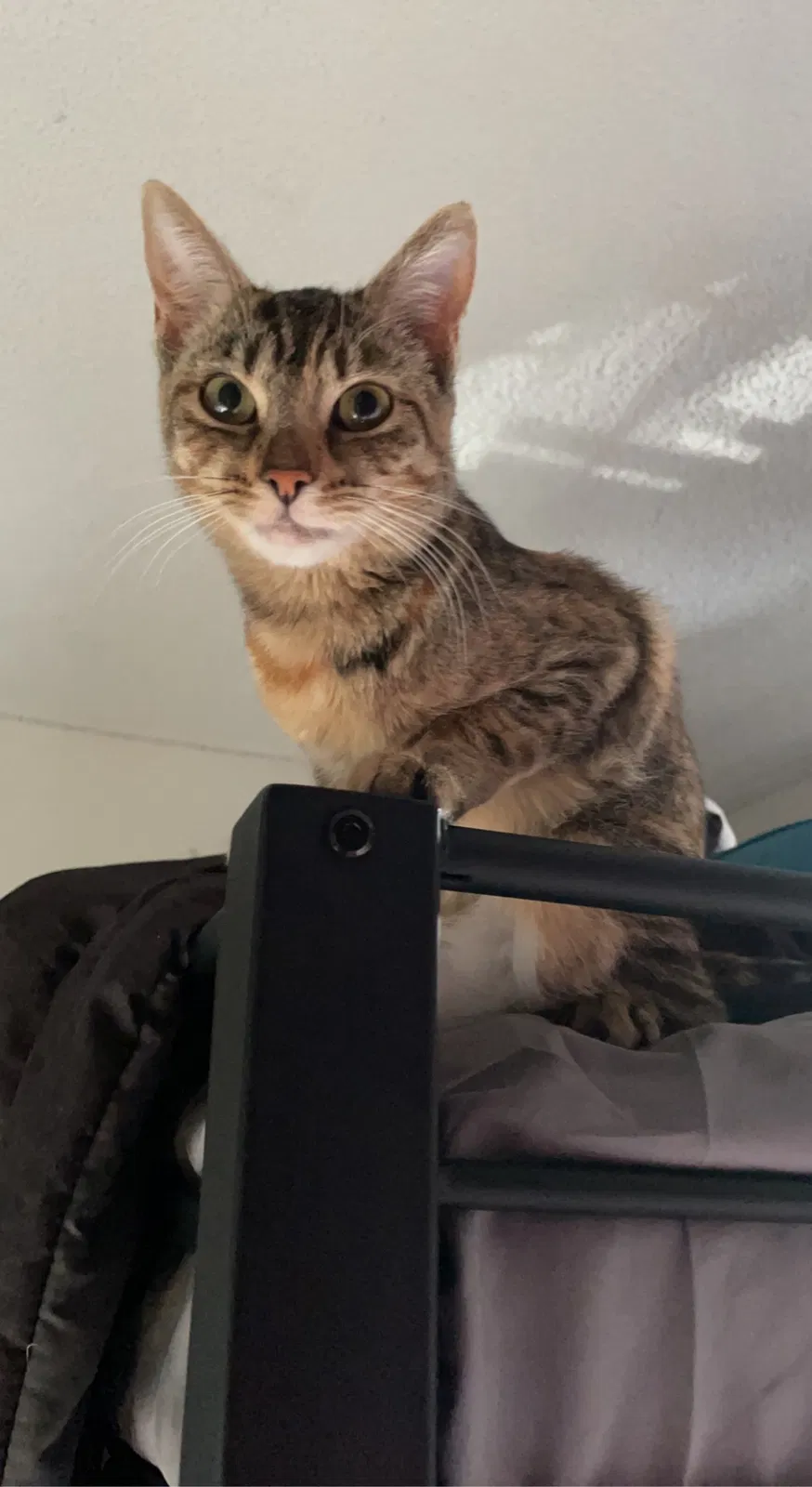 Lost cat in Ontario, CA, 91764
