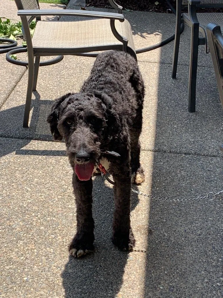 Lost dog in Auburn, CA, 95603
