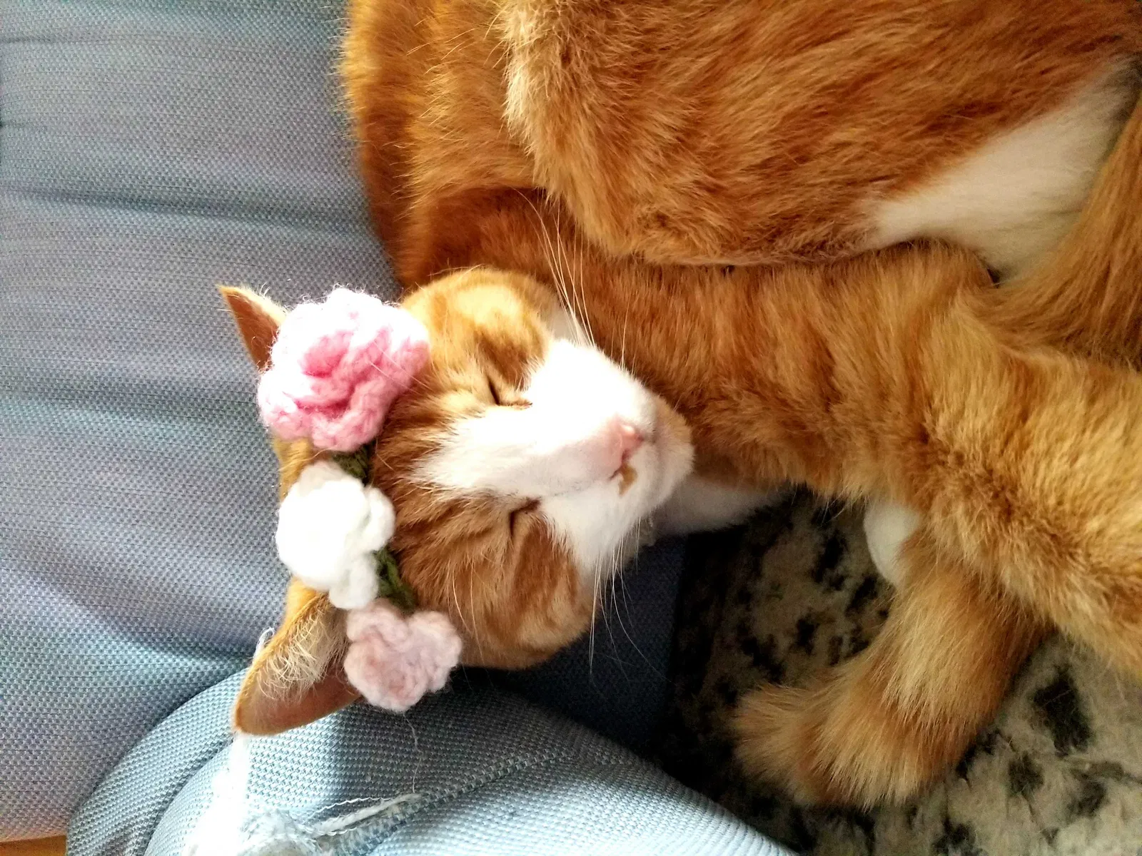 Lost cat in Morris, CT, 6763