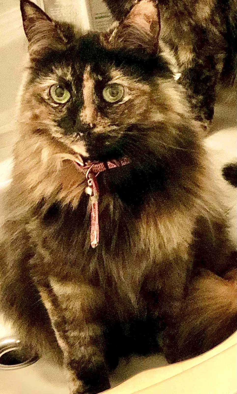 Lost cat in Shrewsbury, NJ, 7702
