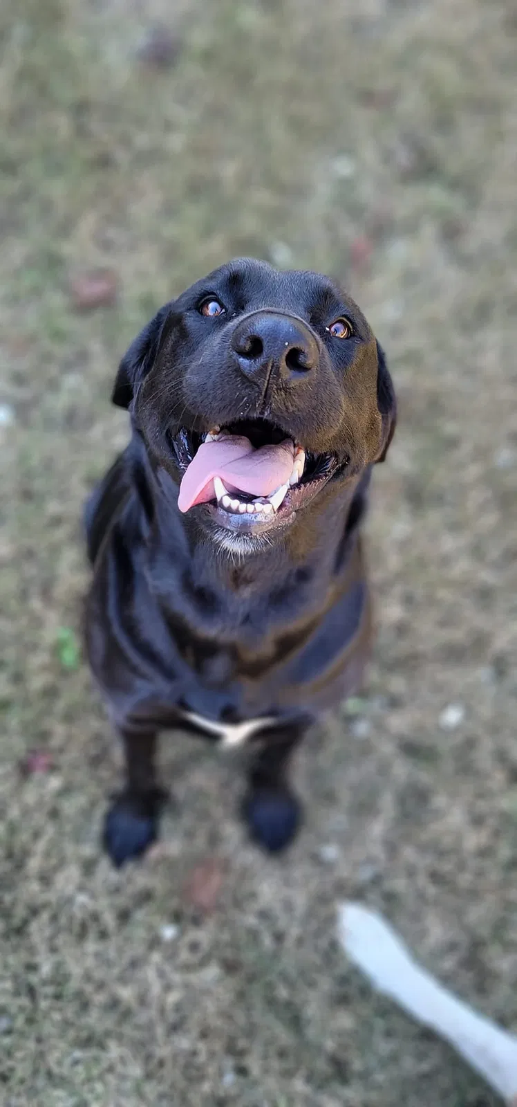Lost dog in Villa Rica, GA, 30180