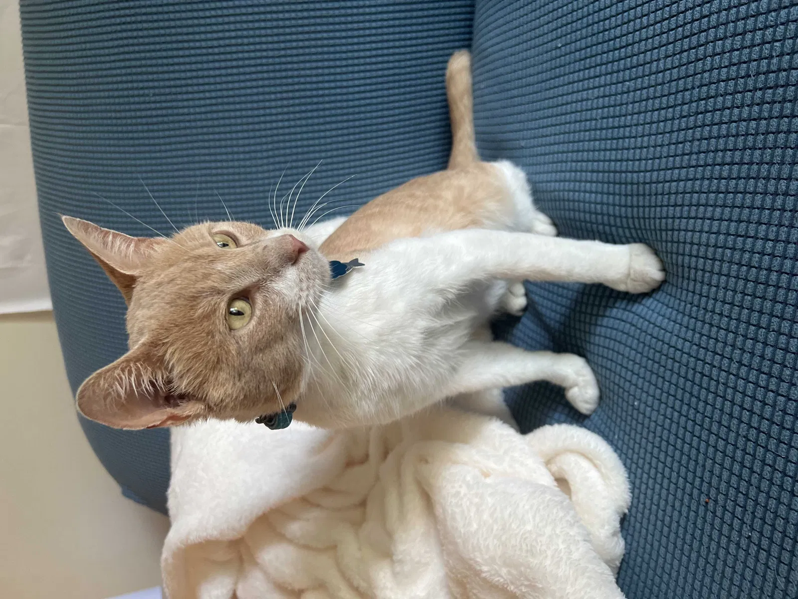 Lost cat in New Richmond, WI, 54017
