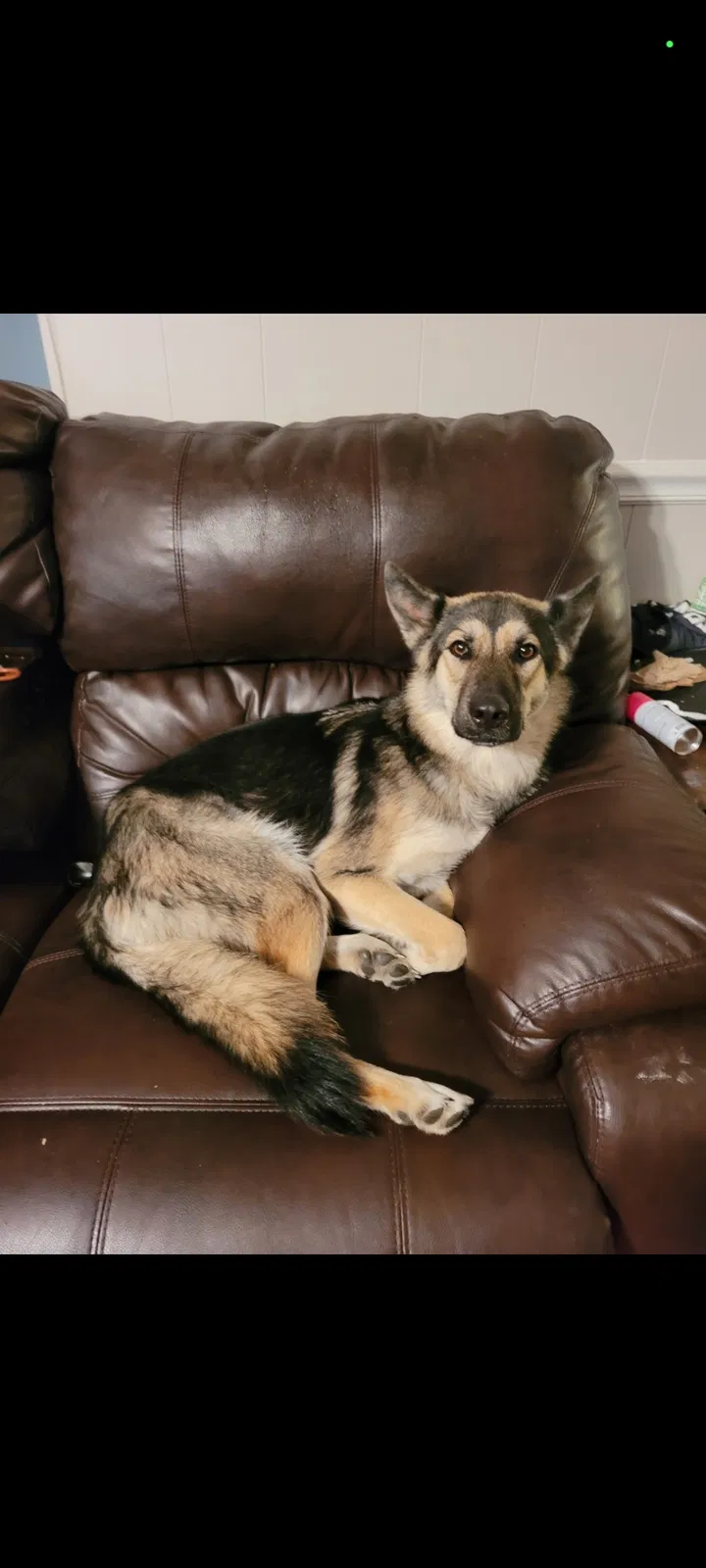 Lost dog in Burleson, TX, 76028