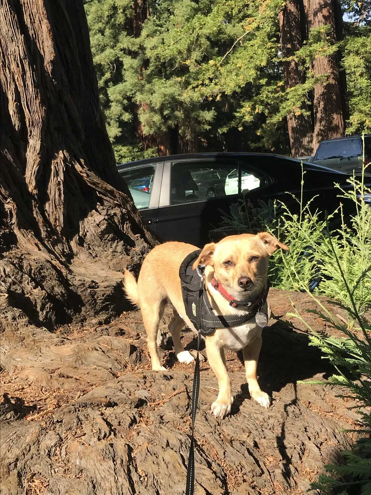 Lost dog in La Honda, CA, 94020