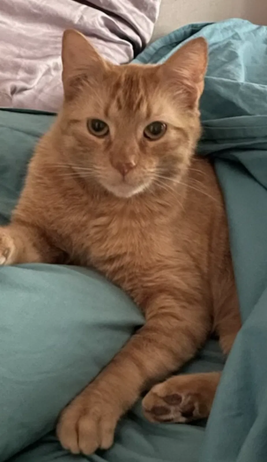 Lost cat in Dallas, TX, 75225