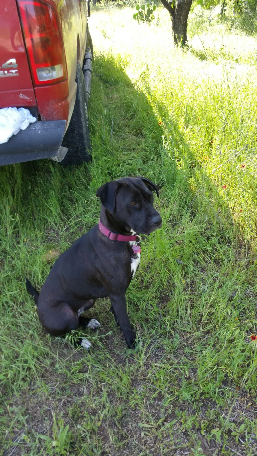 Lost dog in Liberty Hill, TX, 78642
