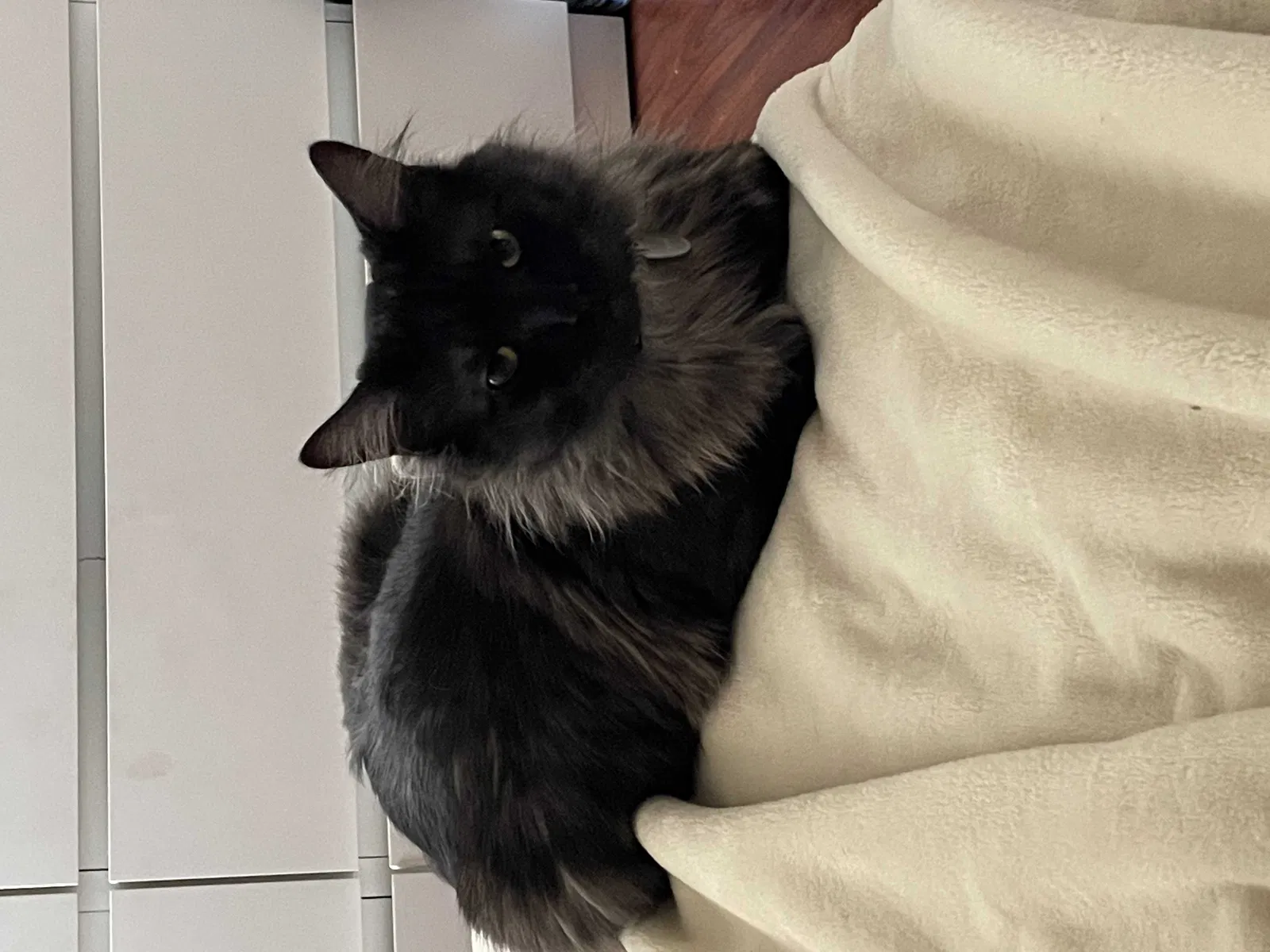 Lost cat in Fountain Valley, CA, 92708