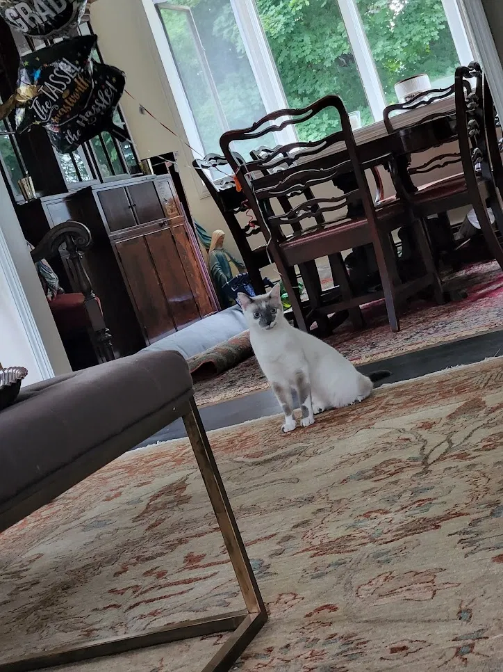 Lost cat in Oakland, NJ, 7436