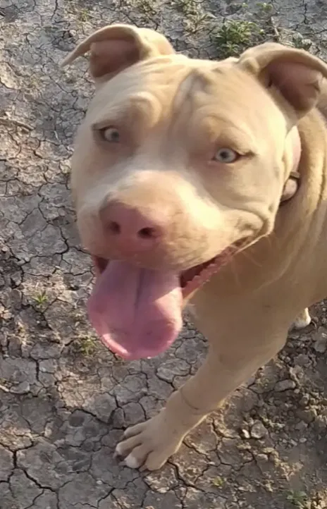 Lost dog in Amarillo, TX, 79103
