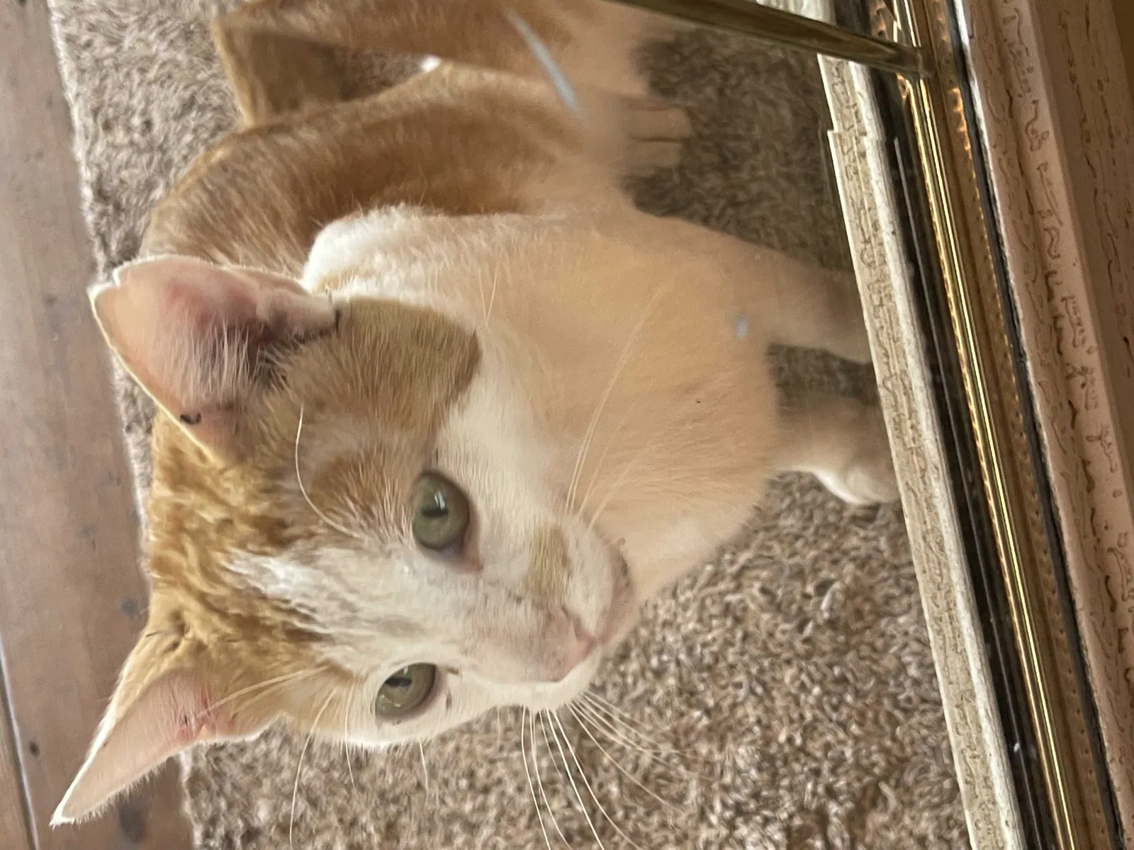Found cat in West Grove, IA, 52538