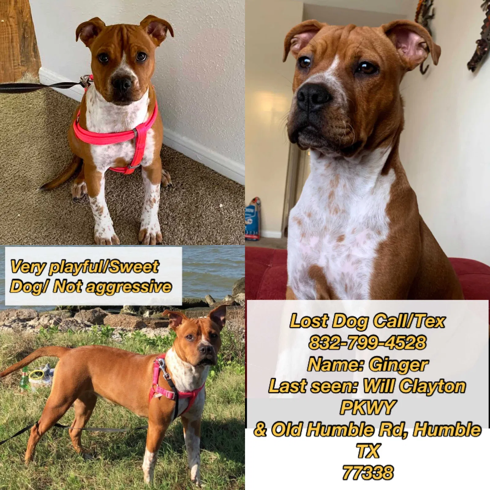Lost dog in Humble, TX, 77338