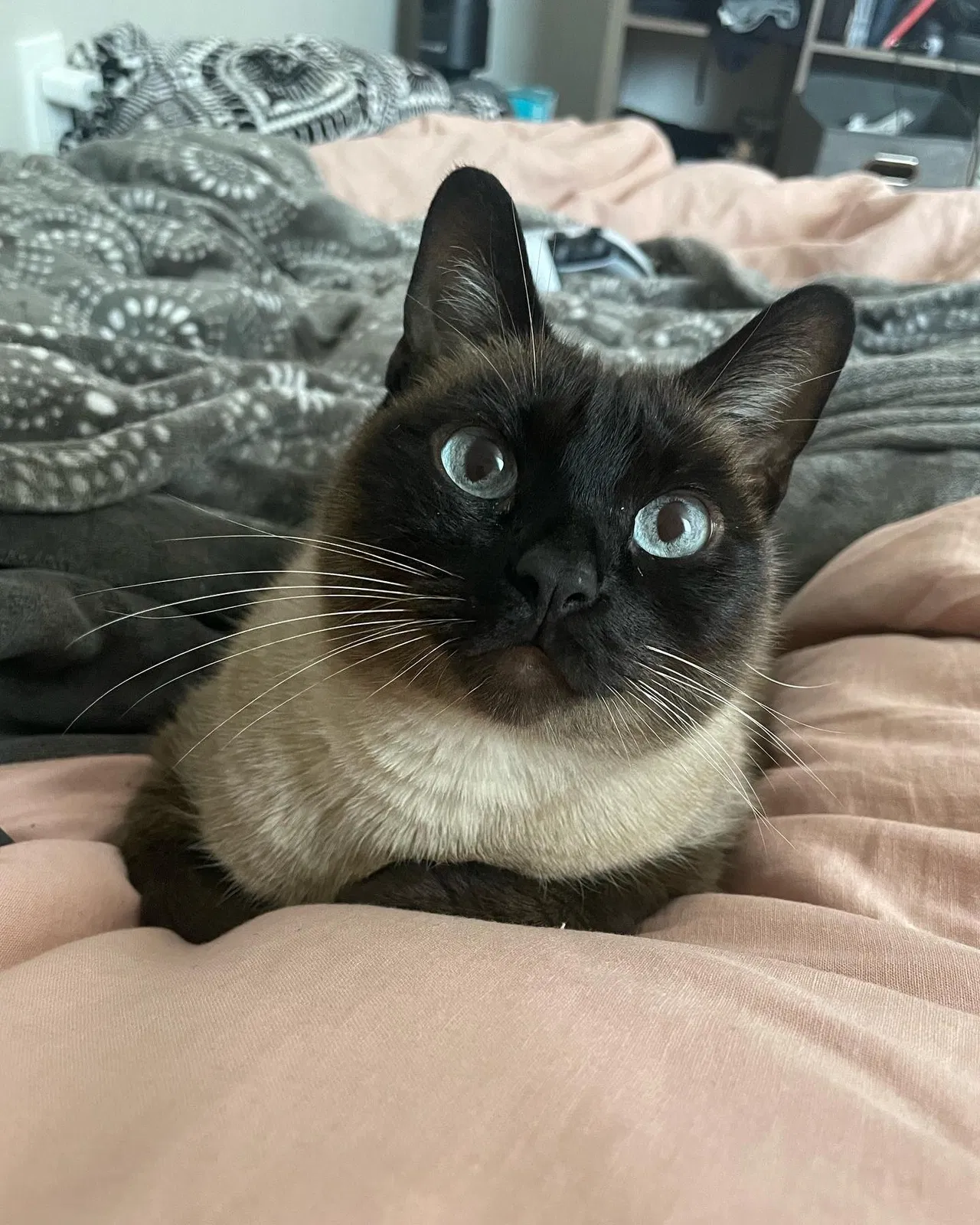Lost cat in Chula Vista, CA, 91911