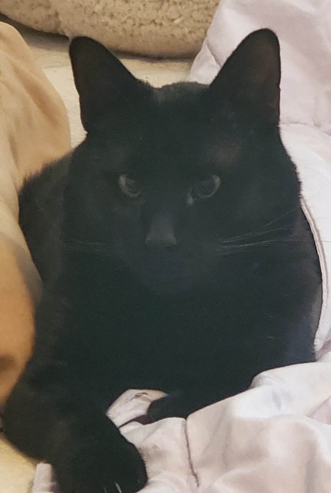 Lost cat in North Salt Lake, UT, 84054
