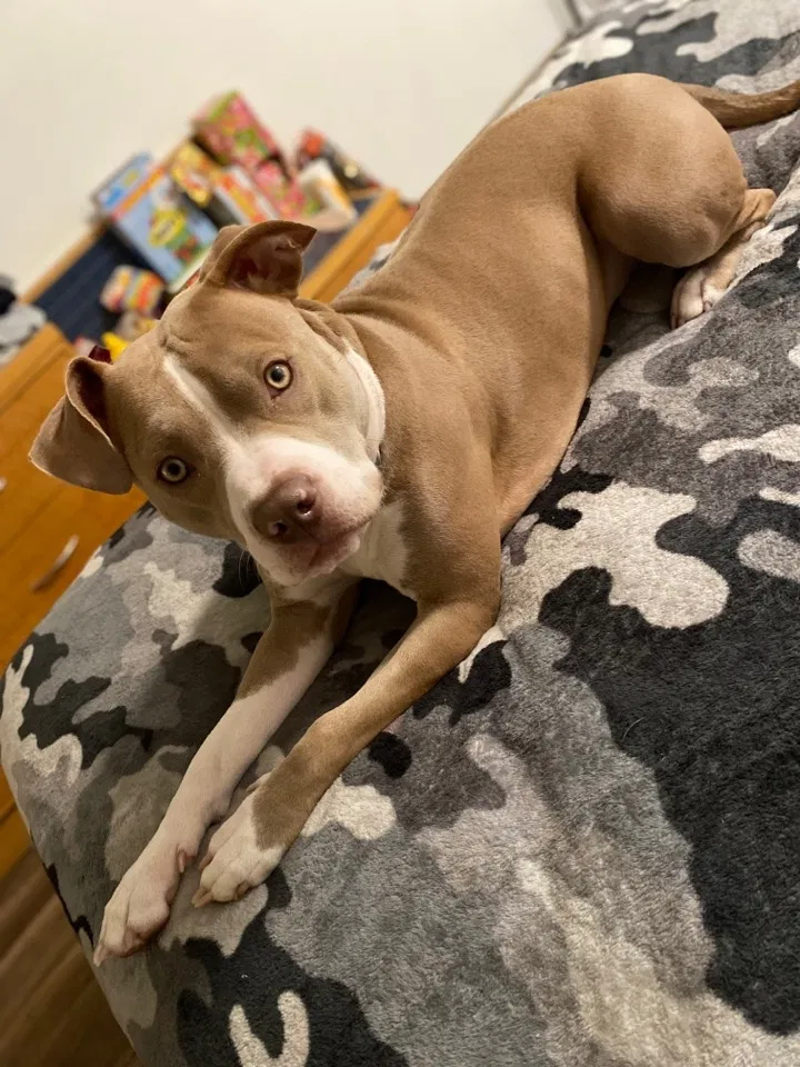 Lost dog in Everett, WA, 98204