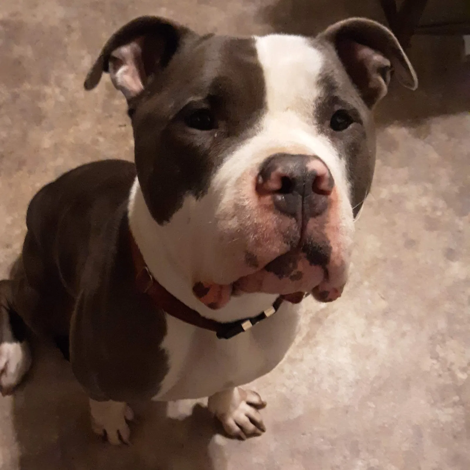 Lost dog in Hephzibah, GA, 30815
