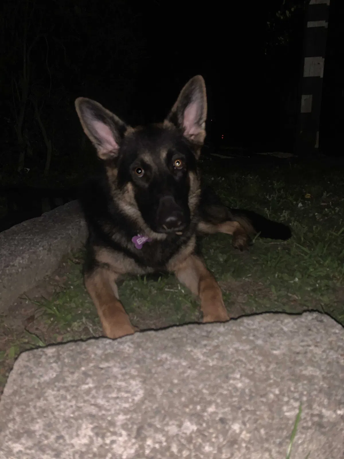 Lost dog in Portsmouth, VA, 23702