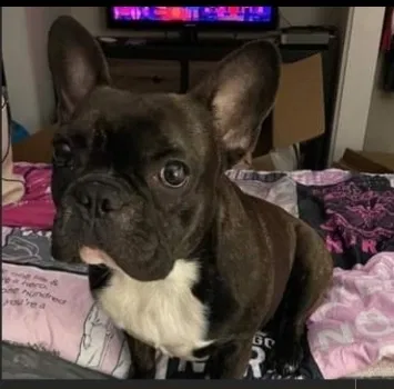 Lost dog in Dayton, OH, 45403