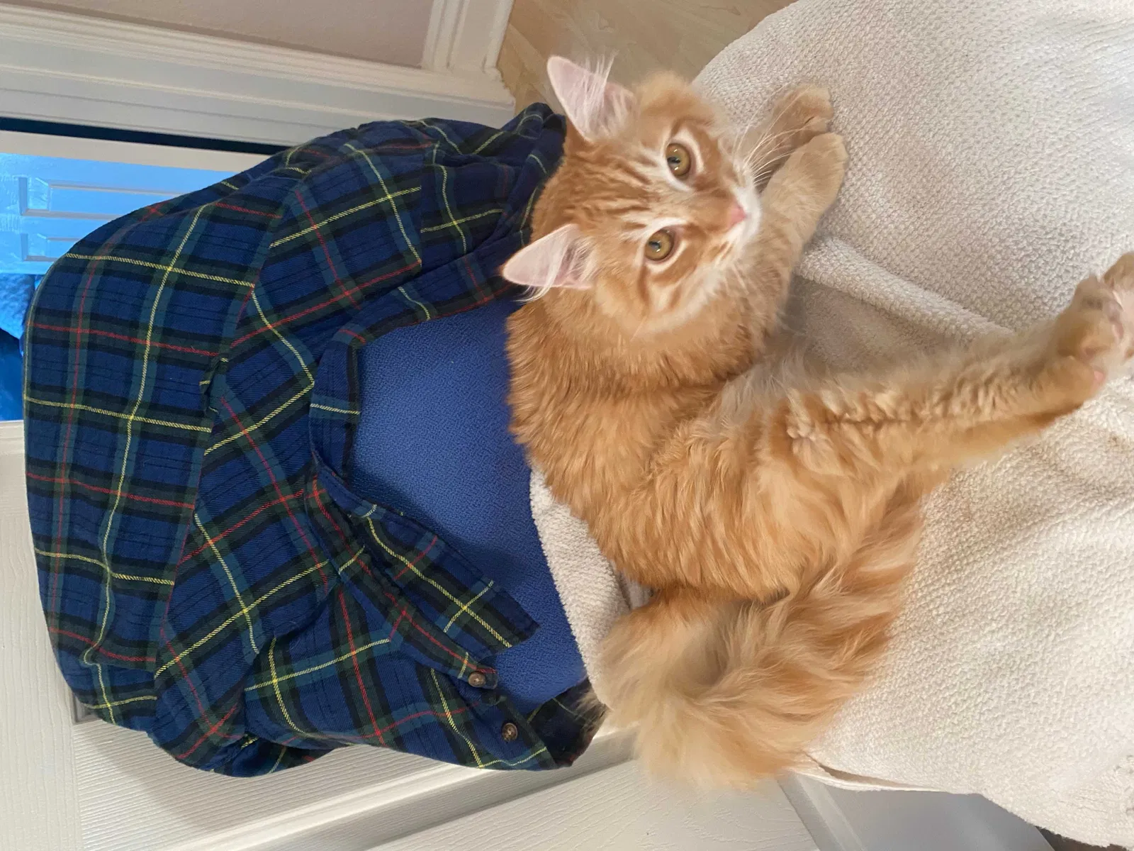 Lost cat in Murrieta, CA, 92562
