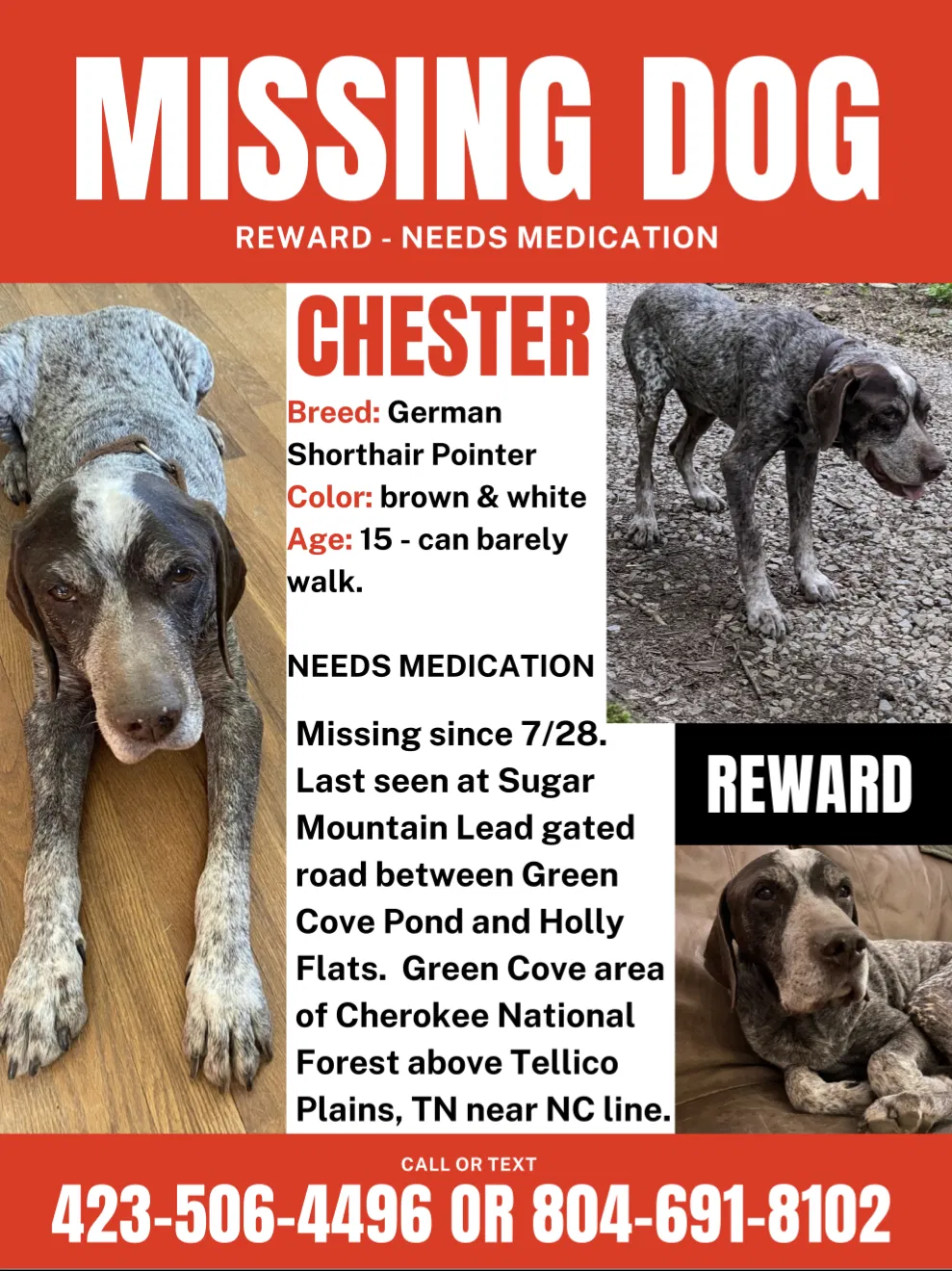 Lost dog in Tellico Plains, TN, 37385
